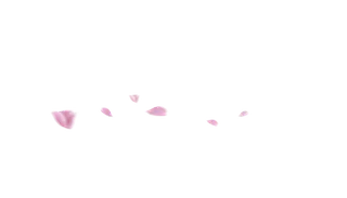 粉色玫瑰花瓣背景透明免扣素材