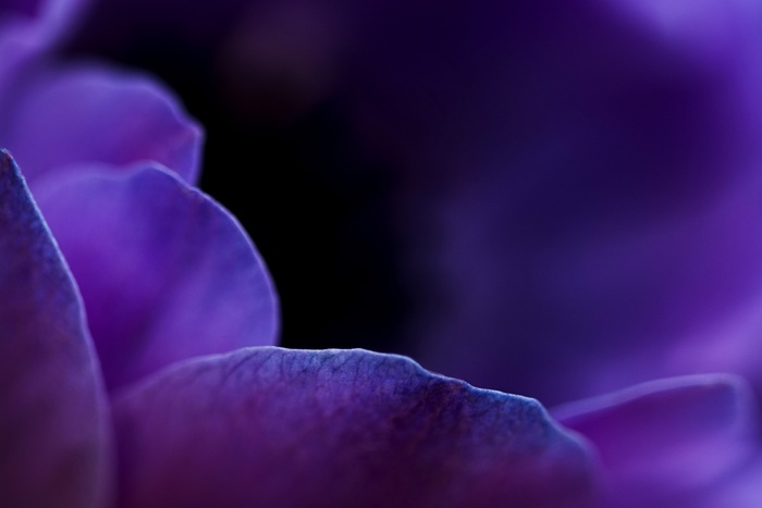花, 特写, 紫色, 紫色的, 紫花, 紫色花