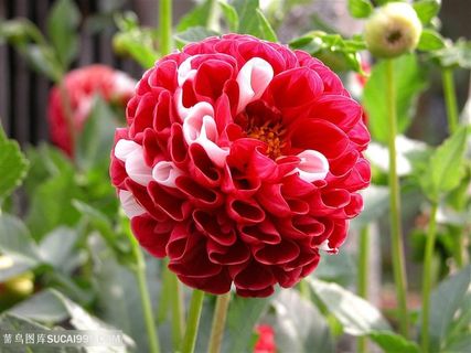 唯美红色大丽花高清摄影图片