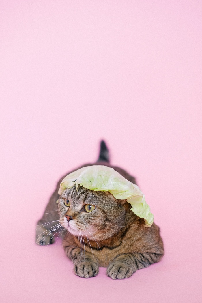 可爱猫咪猫猫摄影素材