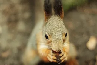 松鼠可爱动物园动物设计素材森林野生