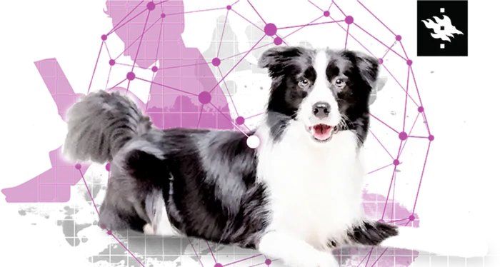 紫色线条网络边牧犬科技kv主视觉素材