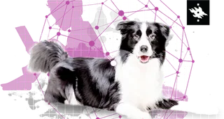 紫色线条网络边牧犬科技kv主视觉素材