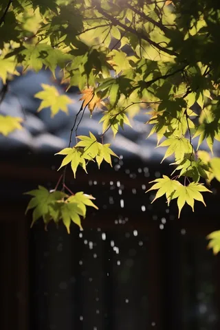 秋天枫叶树枝园林秋意浓雨滴摄影图