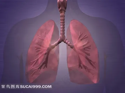 人体器官透视图素材