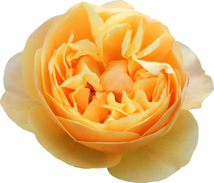 鲜花玫瑰免扣素材