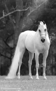黑白照片白色骏马图片
