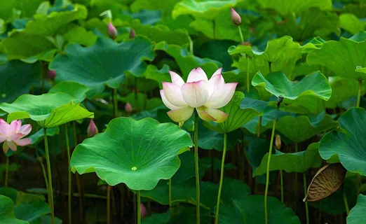 夏天荷花池荷叶清爽 ，夏至小暑大暑摄影图