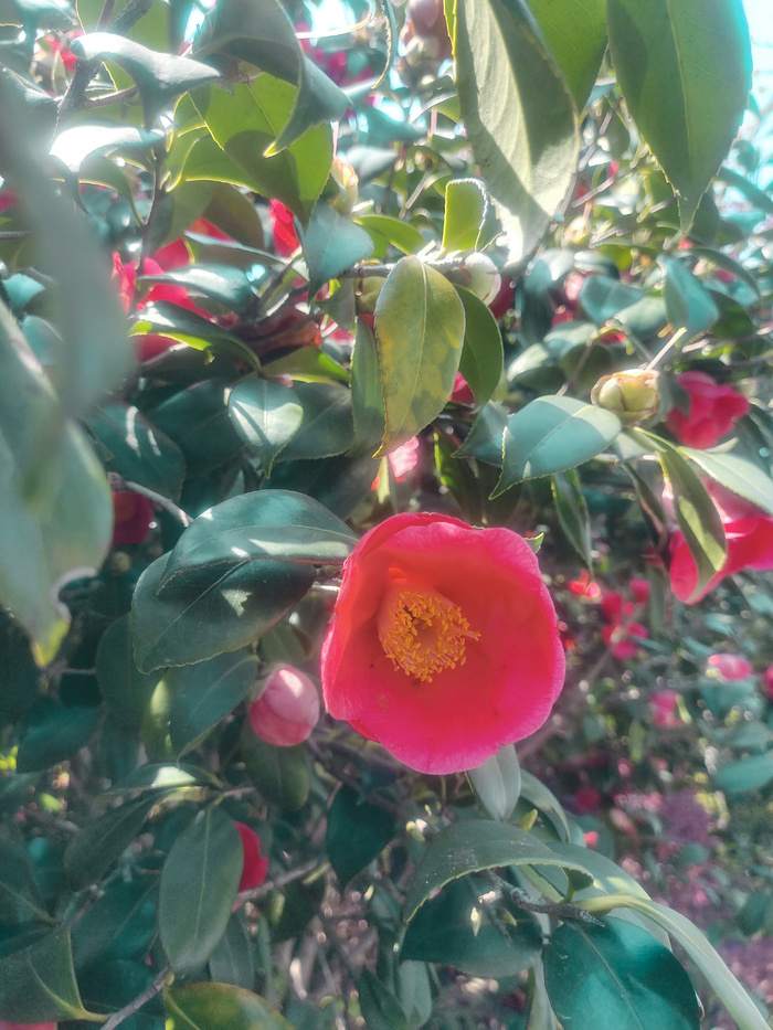 红色茶花鲜花