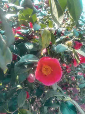 红色茶花鲜花