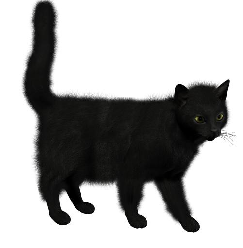 猫 PNG 图像免抠