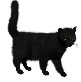 猫 PNG 图像免抠