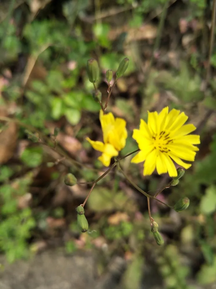 两朵小花花