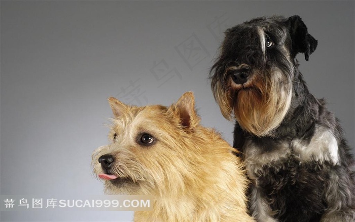 两只宠物狗狗摄影素材