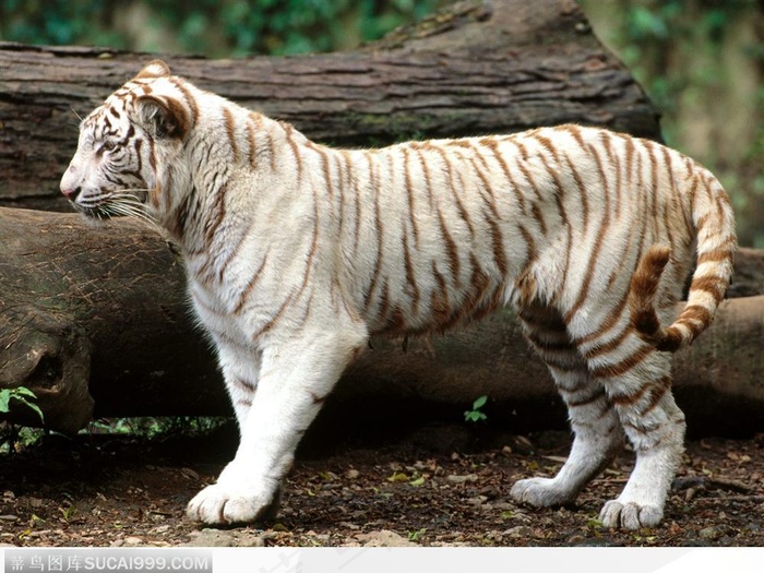 印度孟加拉白虎全身侧面