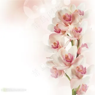 白色兰花图片下载 白色兰花图片下载