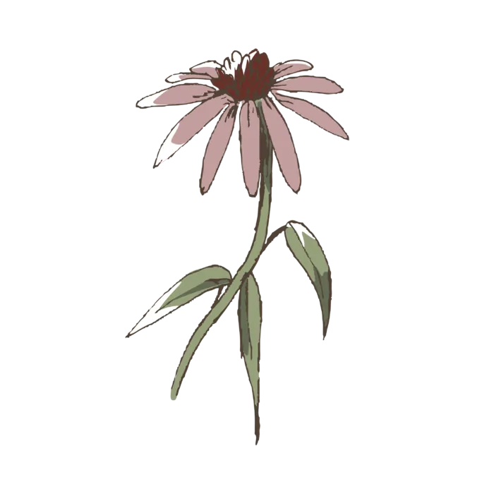 线条草本花卉手绘植物-紫锥花彩色