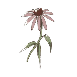 线条草本花卉手绘植物-紫锥花彩色