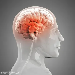 右脑人体器官图片 右脑人体器官图片