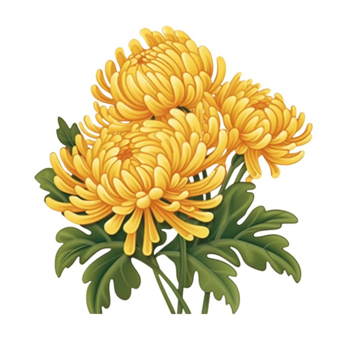 黄色手绘菊花免抠