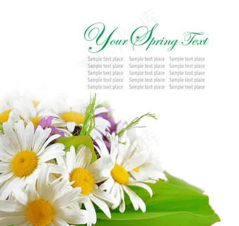 菊花卡片封面图片下载