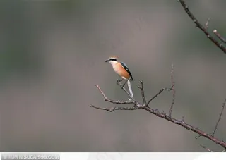 树枝上的小鸟
