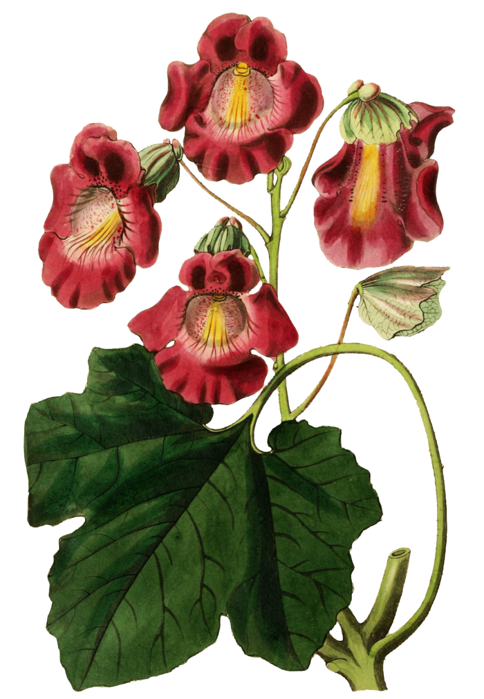 复古手绘植物花卉玫瑰花PNG免扣图案高清图片PS设计素材图