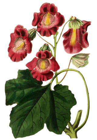 复古手绘植物花卉玫瑰花PNG免扣图案高清图片PS设计素材图