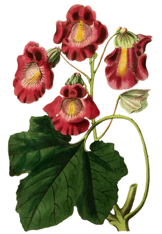 复古手绘植物花卉玫瑰花PNG免扣图案高清图片PS设计素材图