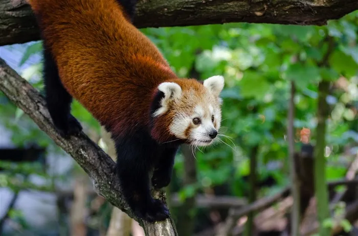 褐红色的小熊猫摄影大图