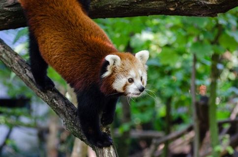 褐红色的小熊猫摄影大图 褐红色的小熊猫摄影大图