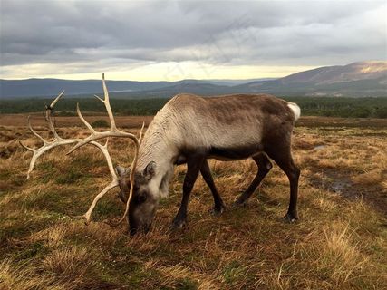草原上的鹿图片