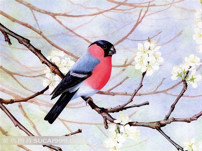 外国手绘小鸟梨花插图