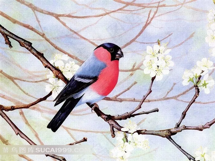 外国手绘小鸟梨花插图