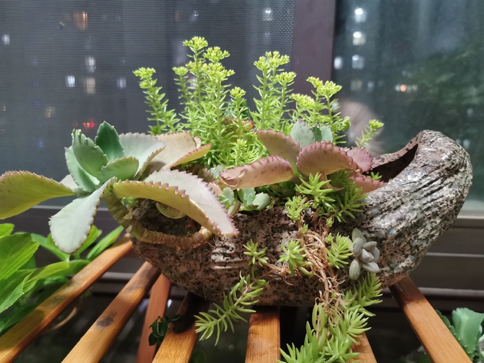 多肉的春天