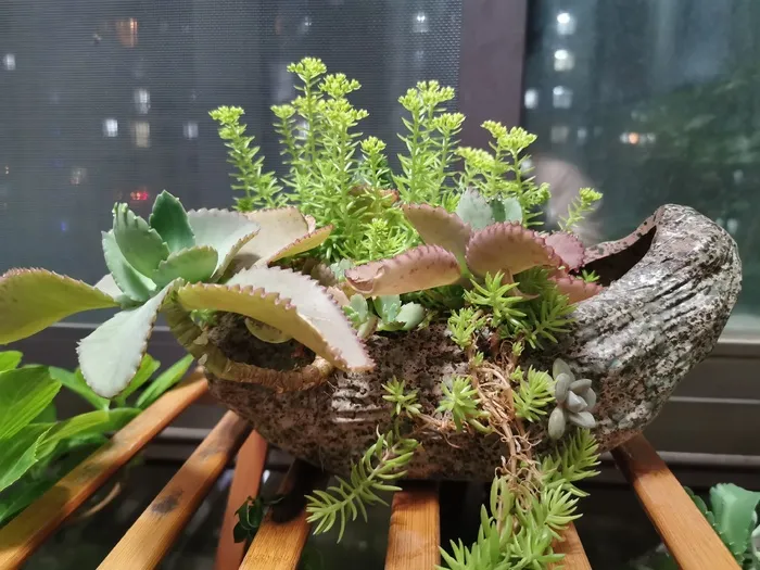 多肉的春天