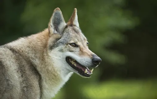 高清狼狗侧面摄影图片