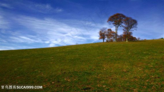 草地大树风景画壁纸