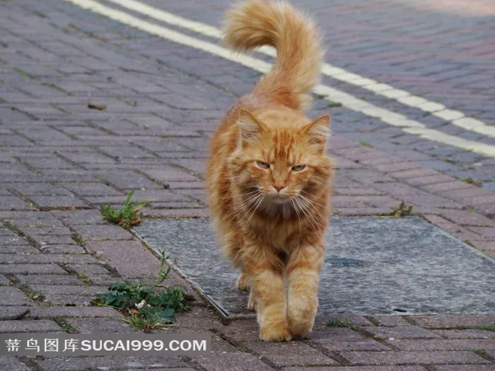 走在路面上的黄色猫咪