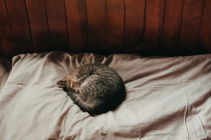 可爱猫咪猫猫摄影素材