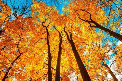 唯美秋天枫树林风景图片 唯美秋天枫树林风景图片