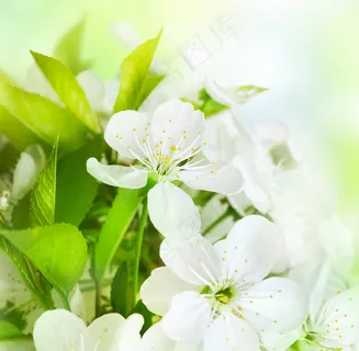 茉莉花摄影图片下载 茉莉花摄影图片下载
