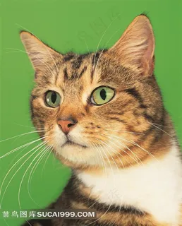 绿色背景里的大花猫特写 绿色背景里的大花猫特写