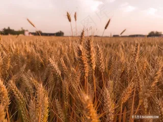 麦子熟了，丰收的季节