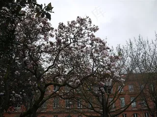 法國盛開的花樹