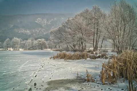 冬天白色背景风景大树 冬天白色背景风景大树