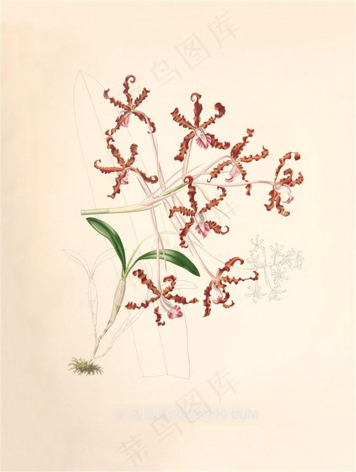 手绘兰花盛开插画图片