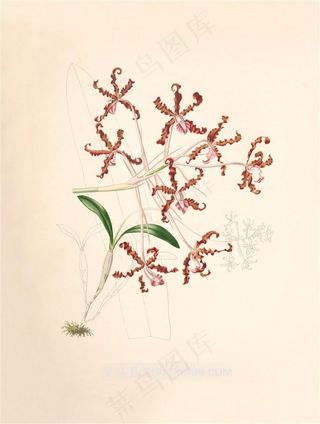 手绘兰花盛开插画图片