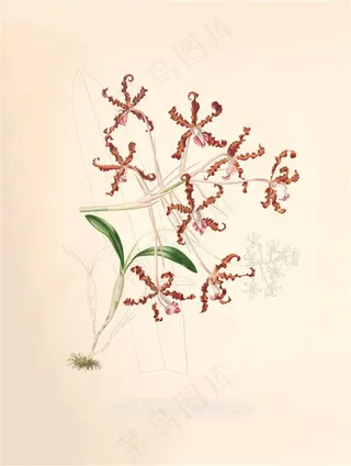 手绘兰花盛开插画图片