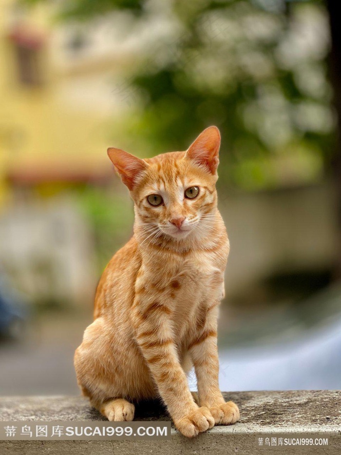 户外高清橘猫萌猫图片
